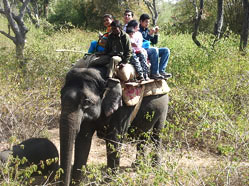 Elephant Safari, Bandipur National Park 