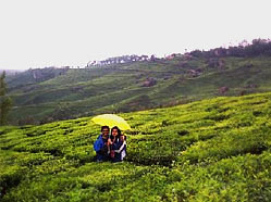 Tea Garden, Munnar