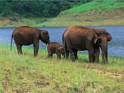 Elephant, Periyar Wildlife Sanctuary