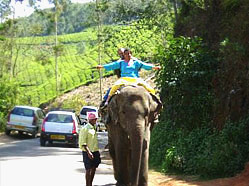Elephant Safari, Munnar