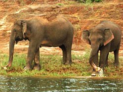 Elephant, Periyar