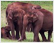 Kerala Wildlife Tour