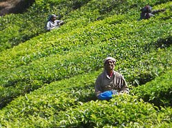 Tea Estate, Munnar