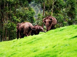 Periyar wildlife sanctuary